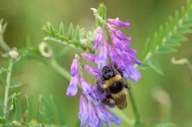 Deponie - Hummel Insekt auf der Deponie © Abfall-Service Osterholz