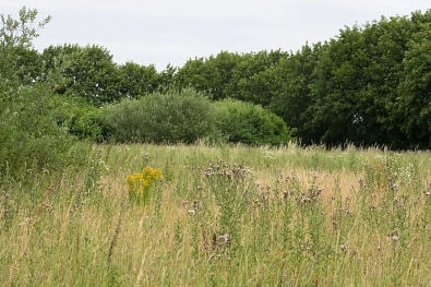 Deponie - Pflanzen Bewuchs der Deponie © Abfall-Service Osterholz