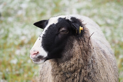 Deponie - Schafe-3 Schaf © Abfall-Service Osterholz