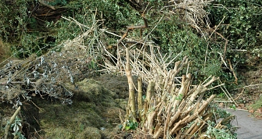 Grün- und Gartenabfälle